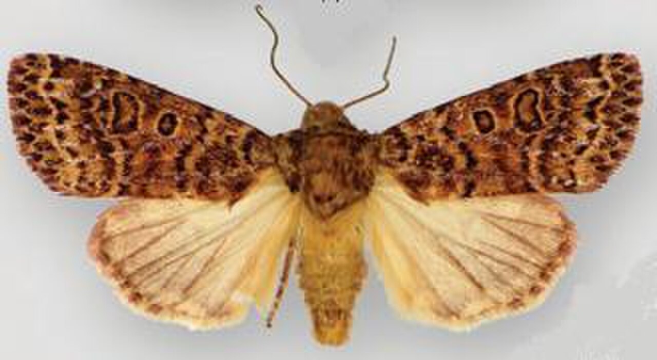 Hypotrix alamosa.JPG