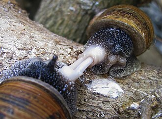 Hermaphroditic snails mating