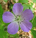 Geranium maculatum, wild cranesbill