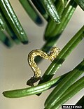 Lambdina fiscellaria lugubrosa caterpillar