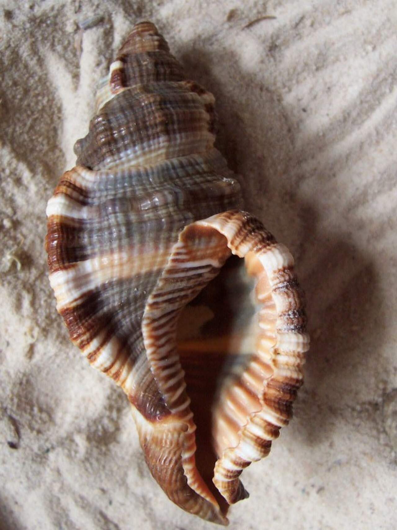 Cymatium pileare.jpg
