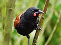 South Island saddleback Philesturnus carunculatus