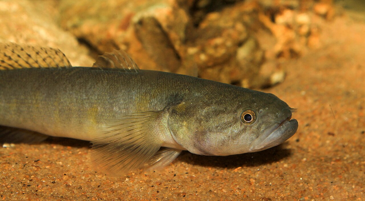 Bostrychus sinensis.jpg