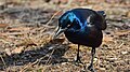 Common grackle in Central Park