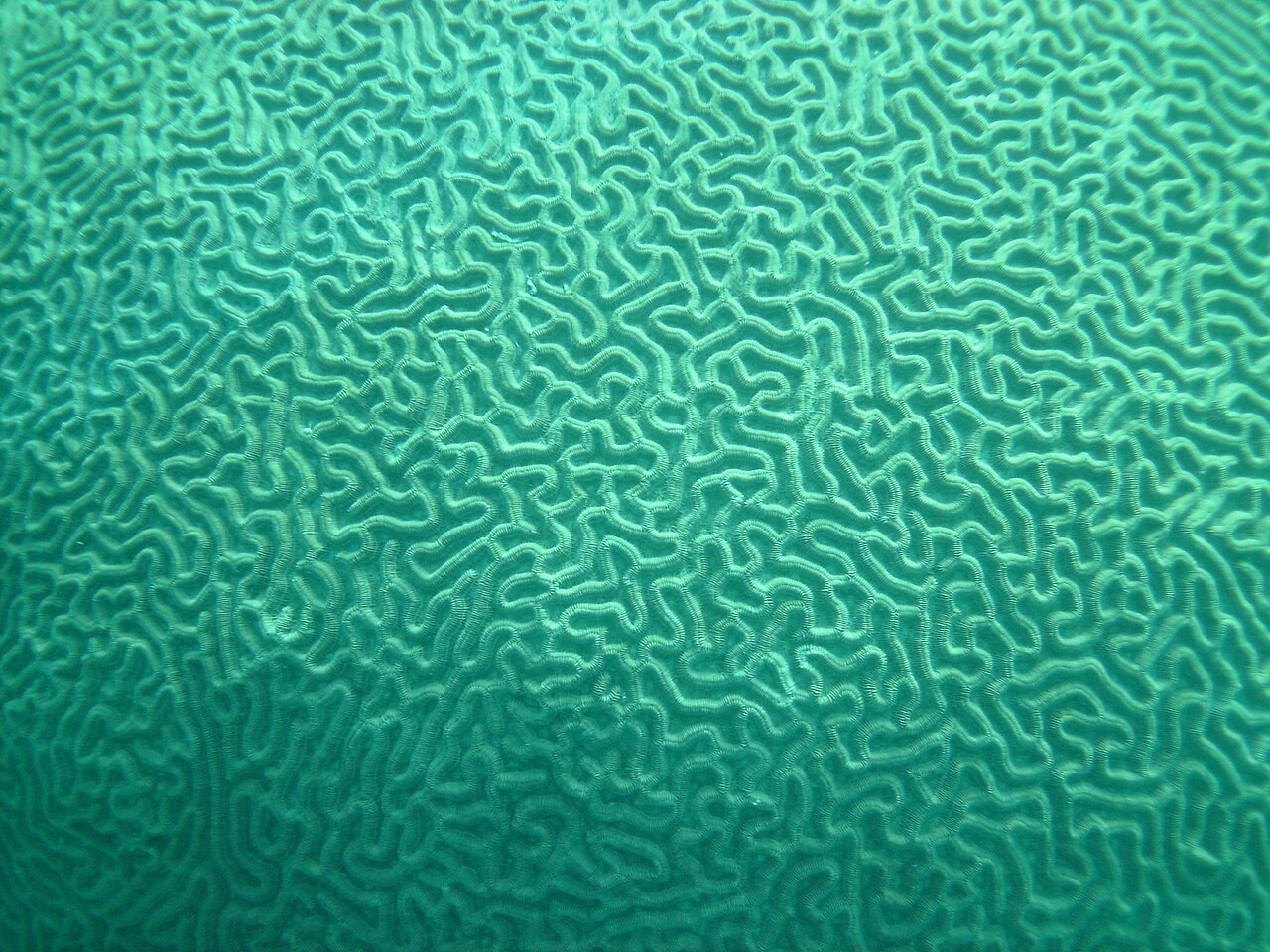 Diploria closeup FL.jpg