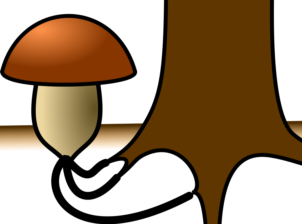 Mycorrhizal fungus.svg