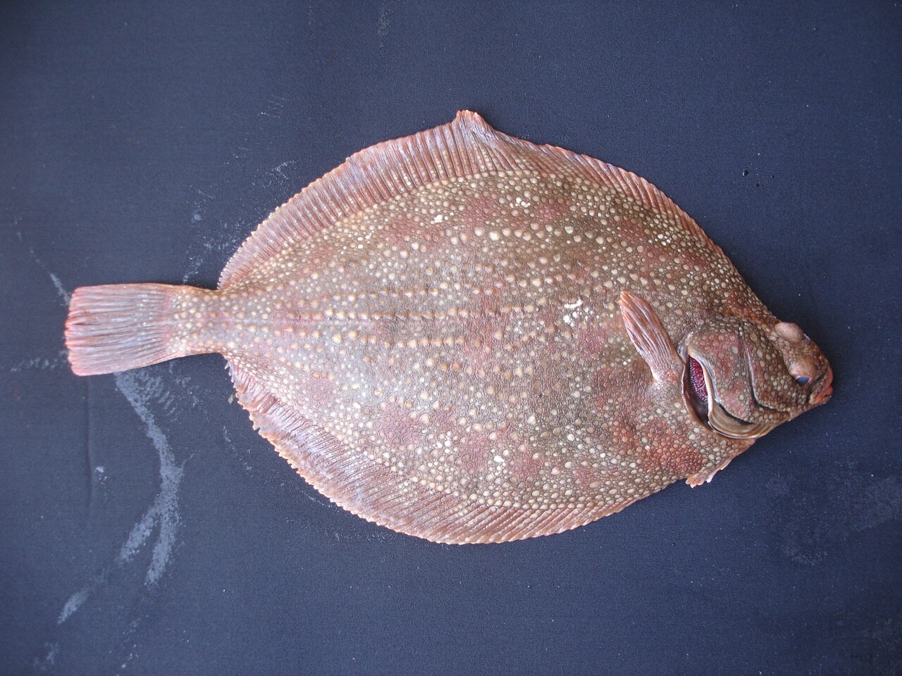 Clidoderma asperrimum.jpg