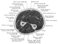 Cross-section through the middle of the forearm