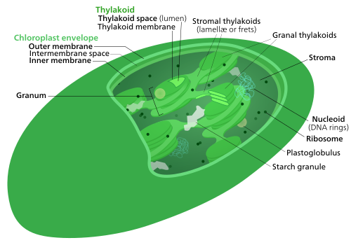The internal structure of a chloroplast