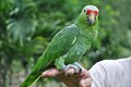 A pet juvenile in Costa Rica