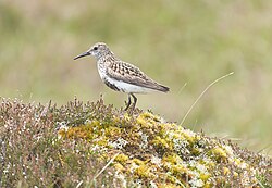 C.a. schinzii, Mellon Udrigle, Scotland