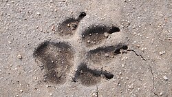 Photo of a footprint of a dog in the sand