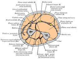 Cross-section through the middle of the right forearm, showing the two bones and the muscles, nerves and blood vessels surrounding them.