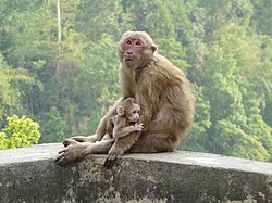 Brown monkeys