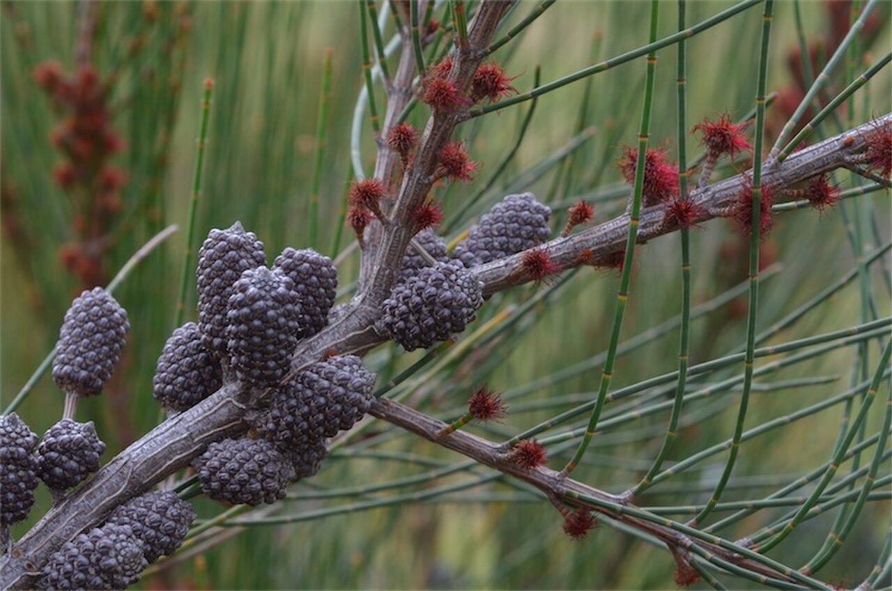 Allocasuarina rigida female.jpg