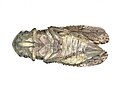 underside