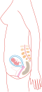 Relative size in 3rd month (simplified illustration)