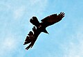A raven with a damaged wing can still fly with apparent ease