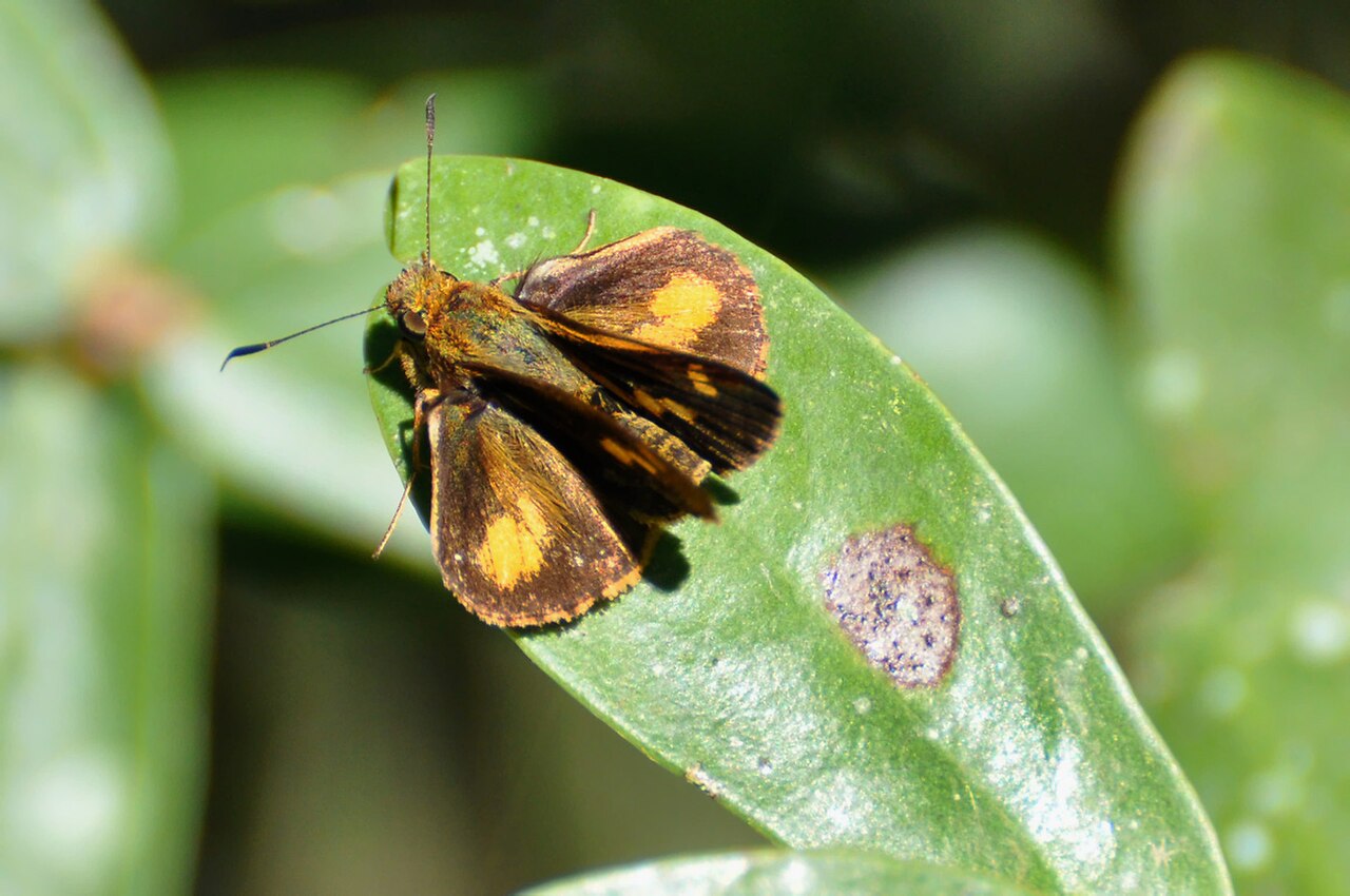 Pheraeus odilia.jpg