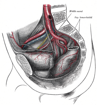 The arteries of the pelvis.