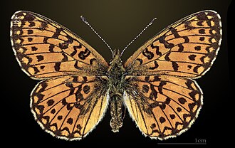 Dorsal side