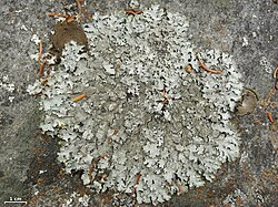 Parmelioid (Parmelia saxatilis)