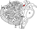 Inferior colliculus (K) from a cerebellar perspective. Sagittal view.