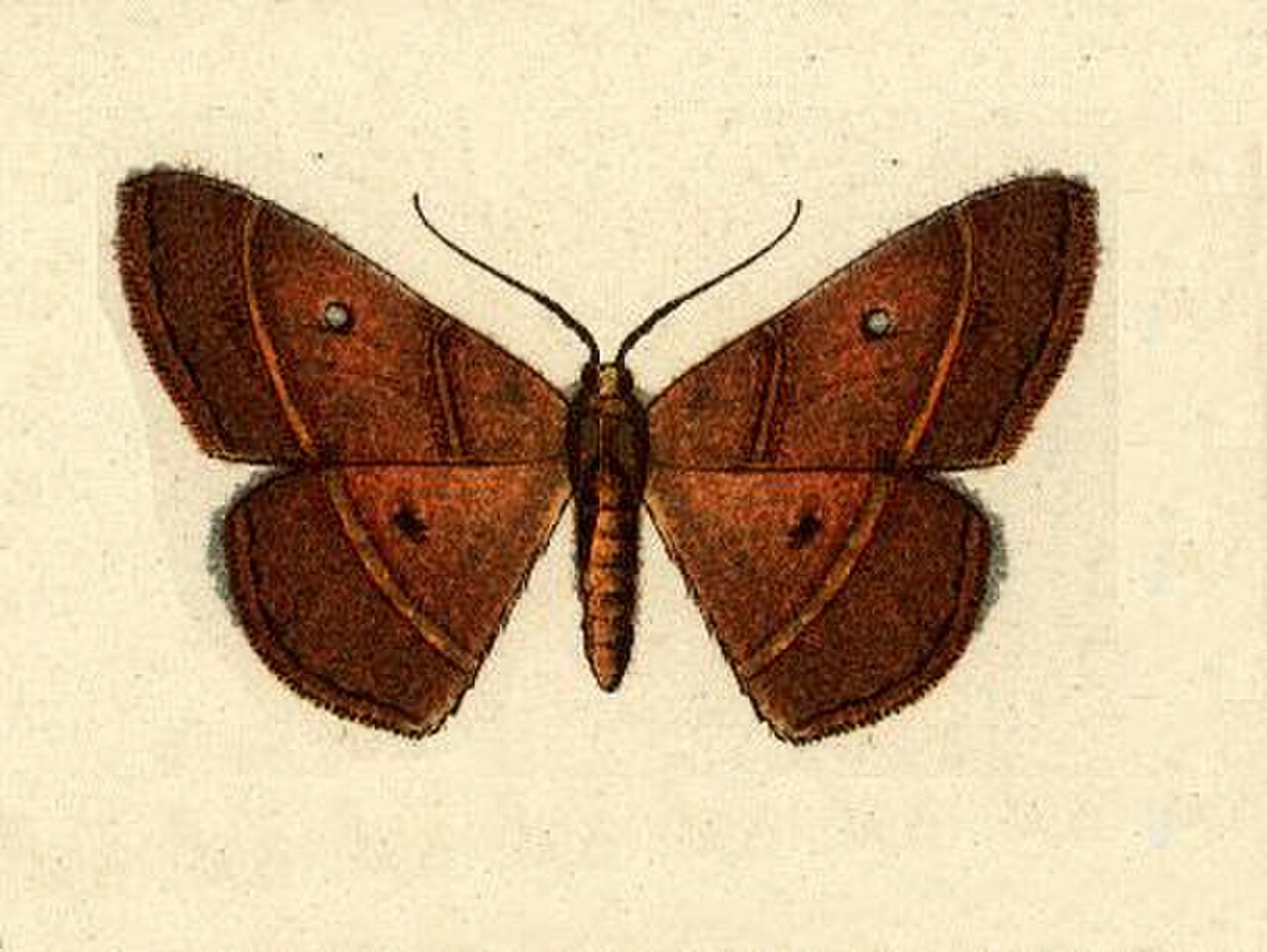 Semaeopus callichroa.JPG