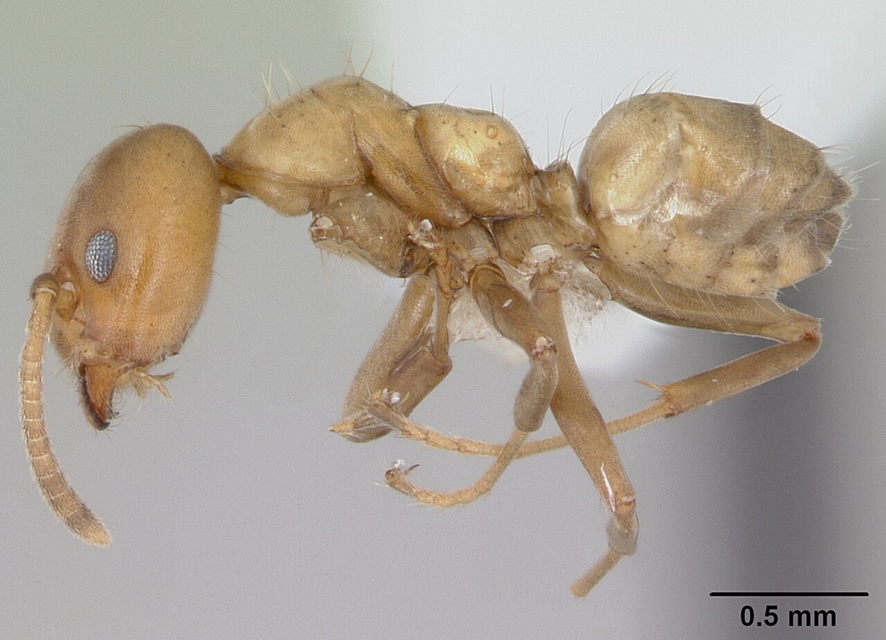 Azteca alfari casent0173824 profile 1.jpg