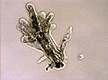 Amoeba proteus
