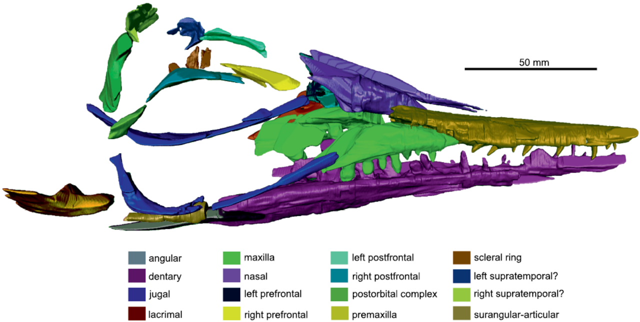 Phalarodon Skull Scan.png