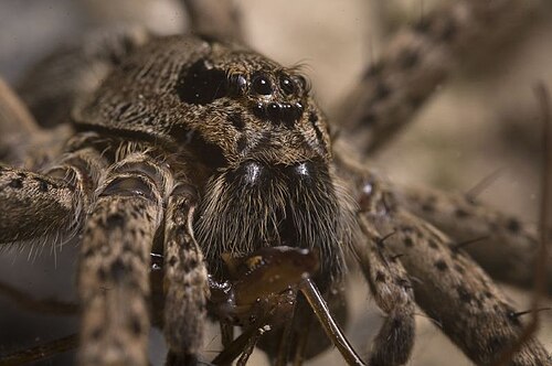 Fishing Spider (Dolomedes Dondalei)