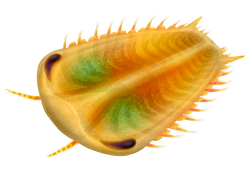 Life restoration of Primicaris
