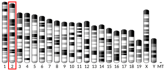 Chromosome 2 (mouse)