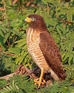 Immature R. m. saturatus The Pantanal, Brazil
