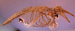 Skeleton of D. leucas