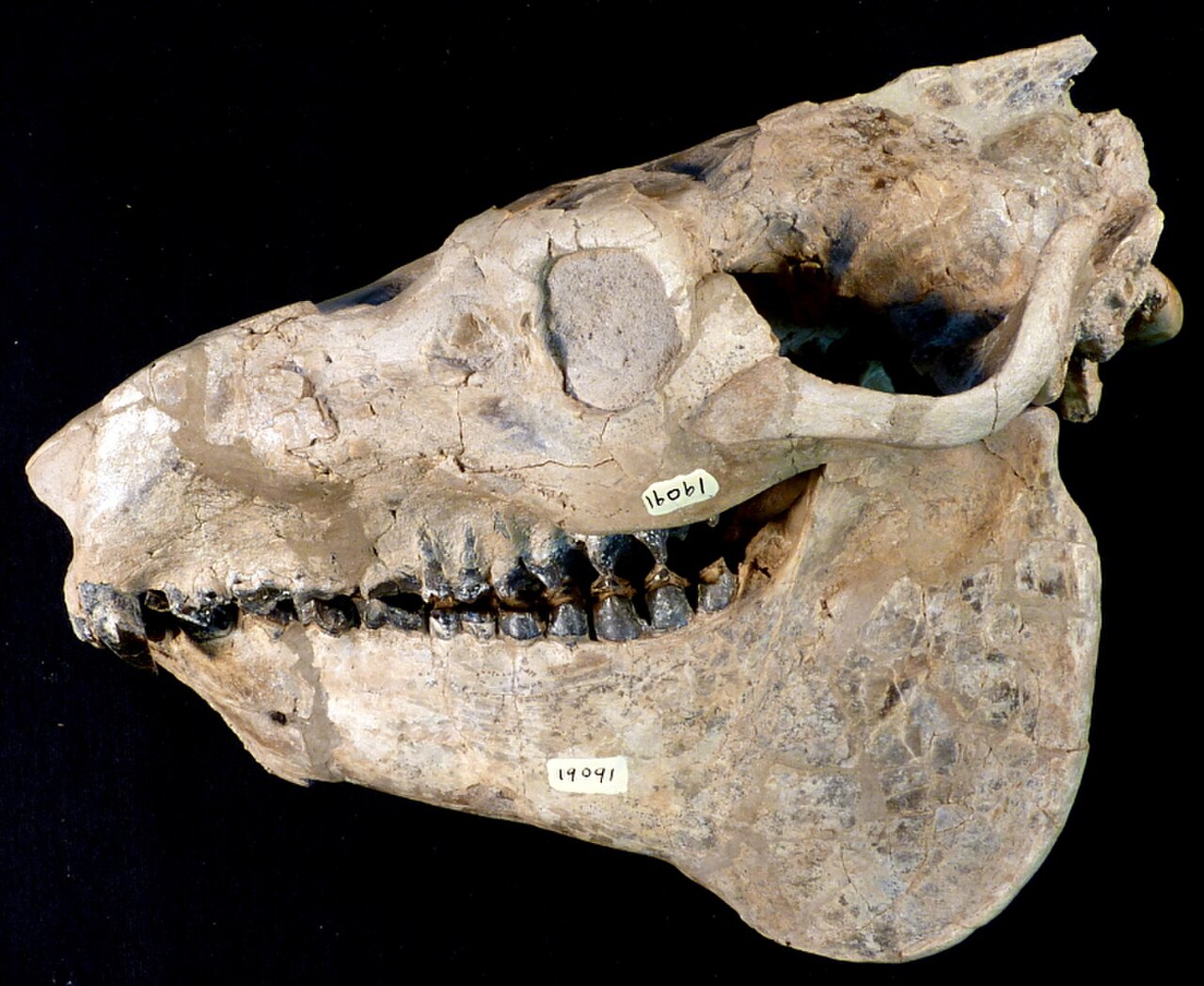 Mesoreodon chelonyx skull 1.jpg