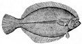 Flatfish