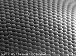 SEM image of a house fly compound eye surface at 450× magnification
