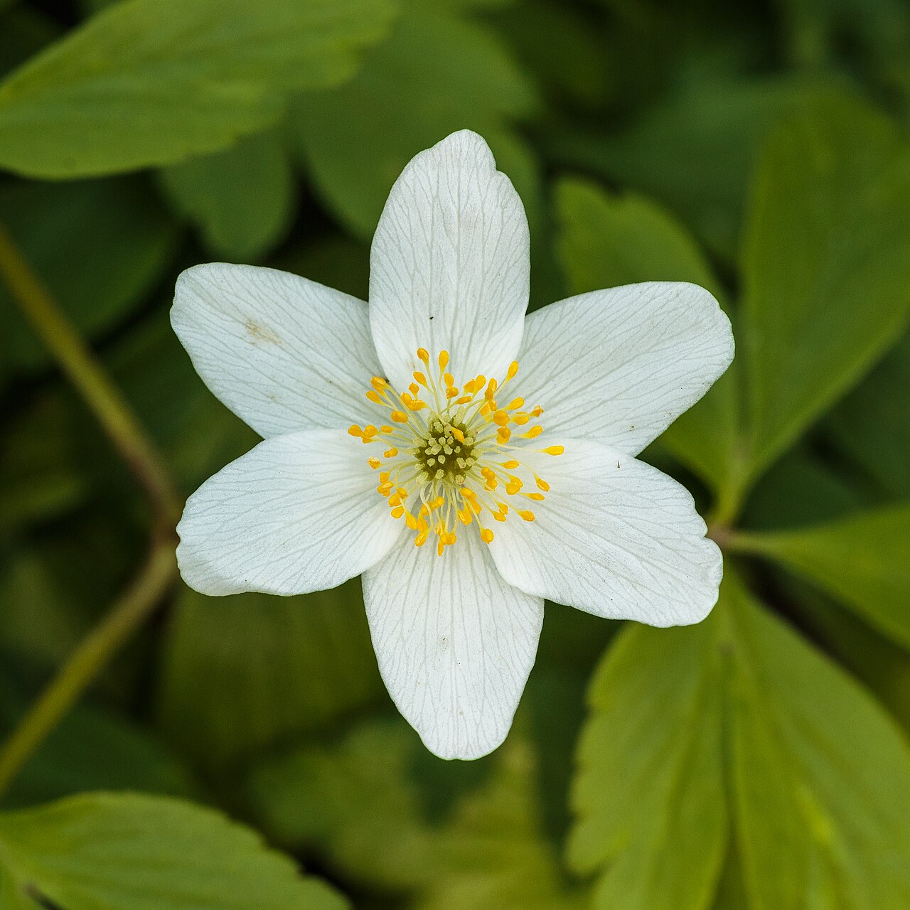 Bosanemoon (Anemone nemorosa) (d.j.b.).jpg