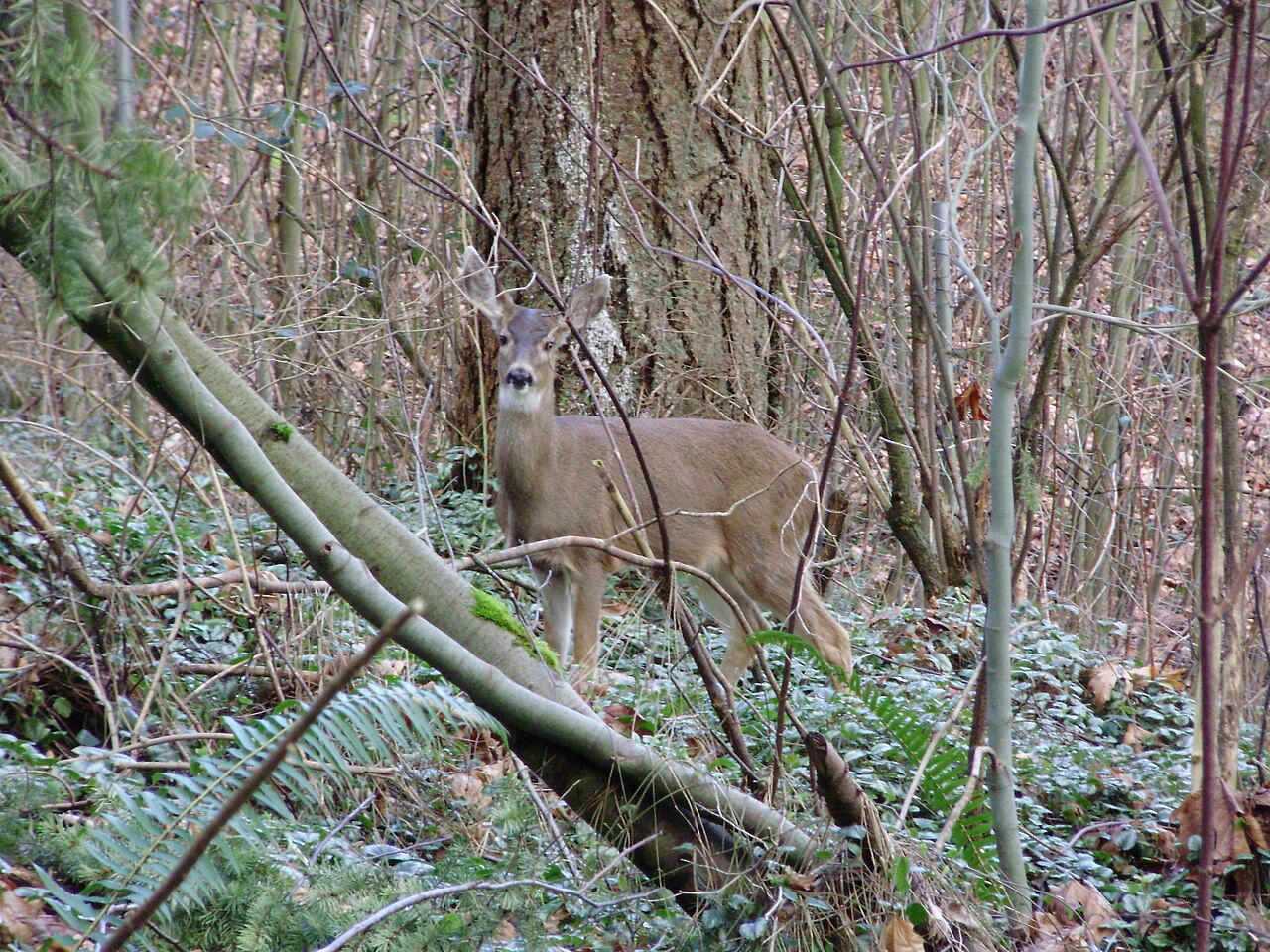 Mule deer (Odocoileus hemionus).jpg