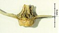Fruit (lateral view) of Halothamnus lancifolius