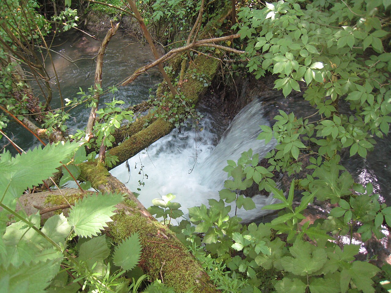 Costers Brook 002.JPG