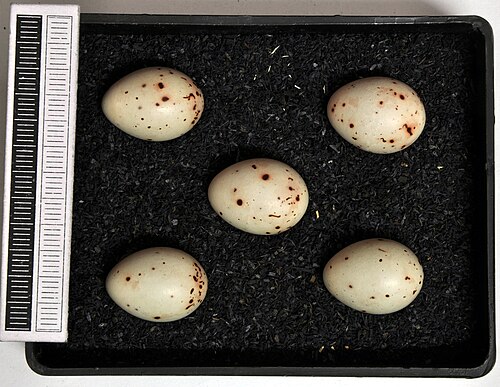 Eggs of Fringilla coelebs coelebs