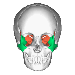 Position of two bones, Animation.