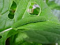 larva