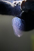 Eggs, not more than one day old, together with several feeding adults. The clutch is 12 millimeters long. Also, a snail's mouth with its radula can be seen clearly.