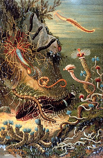 Plate titled "A variety of marine worms" from M. J. Schleiden's Das Meer