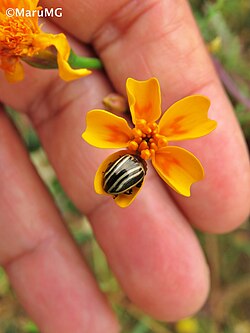 Calligrapha aeneovittata, México
