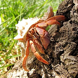 The Caribbean hermit crab is mainly terrestrial.